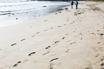 Dog running on the sand at sea. Sunny bright day. Sunset sun. The dog is played on the beach.
