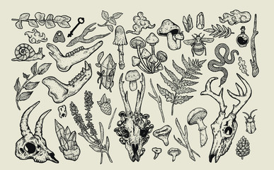 hand drawn forest illustration vintage clip art set. nature elements for graphic design or tattoos. animal skulls vector artwort, wild flowers,plants and mushrooms.magical witch forest,occult tattoos