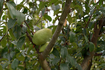 Young fruits of chinese quince, on the branch