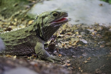 Lizard
