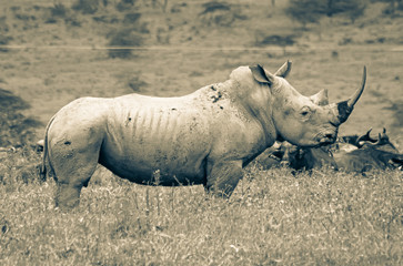 Fototapeta premium Black and white single white rhino