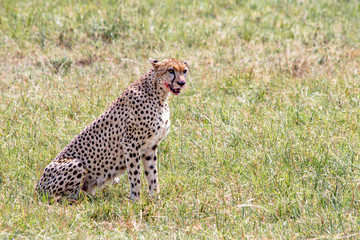 Single cheetah with bloody mouth sitting in savannah