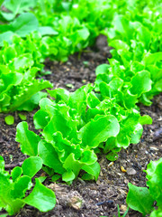 young green lettuce grows in the garden