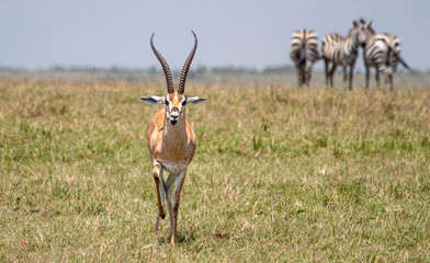 Gazelle walking in the savannah with zebra in the background
