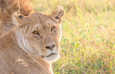 lioness lying in the grass