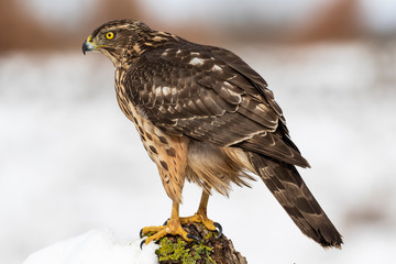 Young northern goshawk, Accipiter gentilis, perched on a branch with lichen with snowy background