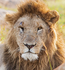 Fototapeta na wymiar Male lion face