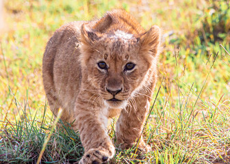 Naklejka na ściany i meble Cute single lion cub in grass