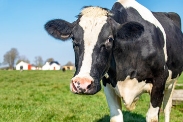 Mature, adult black and white cow, gentle look, pink nose, calm and friendly in a pasture under a blue sky and some barns at a faraway horizon