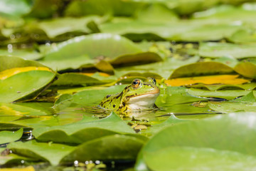 Frosch zwischen Teichblättern