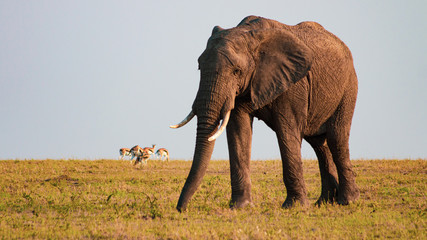 Obraz premium Single African elephant walking through Savanna