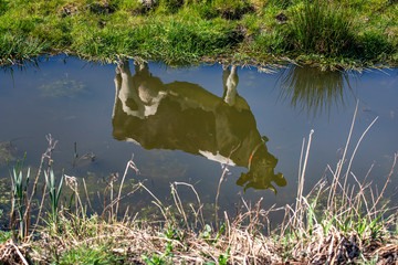 Reflection of one cow in the water of a creek or ditch, black and white dairy cattle with horns....