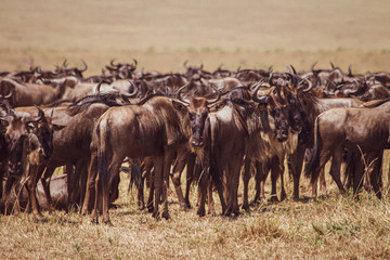 Naklejka na ściany i meble Group of wildebeest in African Savanna