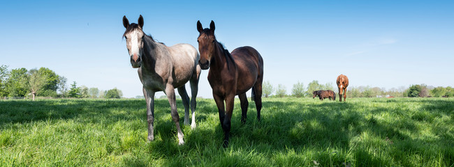 horses graze in fresh grass of spring meadow near utrecht in holland