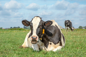 Cow lying down, showing teeth while chewing, stretched out in the pasture, relaxed and happy, in...