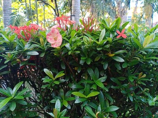 pink flower on a green background