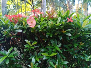 pink flower on a green background