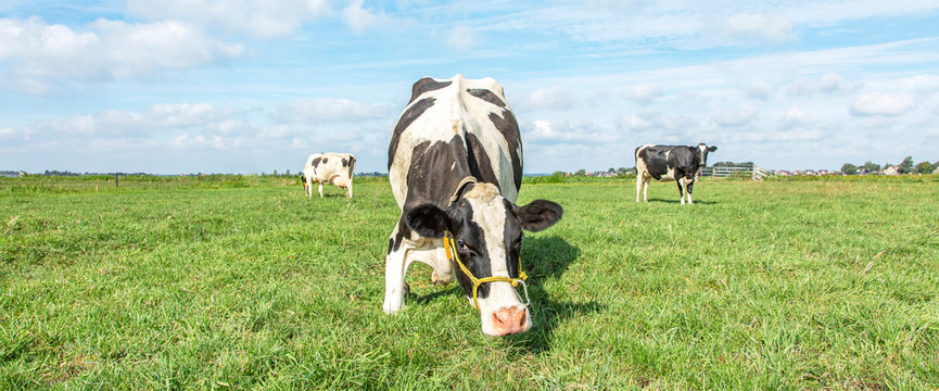 Niederknien Bilder Durchsuchen 814 Archivfotos, und