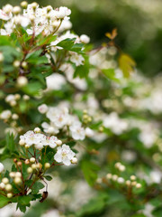 Beautiful blooming Vanhoutte Spirea, Small white flowers in sumptuous clusters. Tree with White Little Blossoms, bright nature background