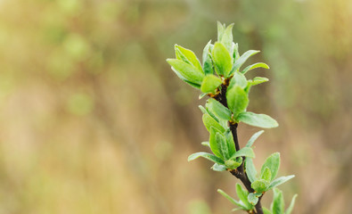 The first spring gentle leaves. Young buds on branches against blurred background. View close up, bright nature background