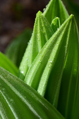 Part of the leaves of the hellebore. 