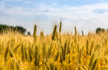 Closeup of golden wheat ears in field in summer season. Countryside farmland crop harvest. Beautiful rural scenic landscape art.