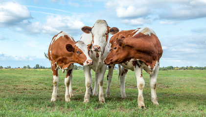 Three cute calves playful funny together in a green meadow under a cloudy blue sky and a faraway...