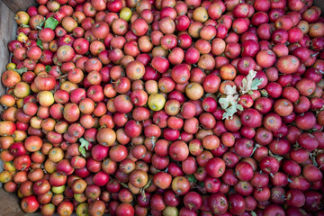 Apple Harvest
