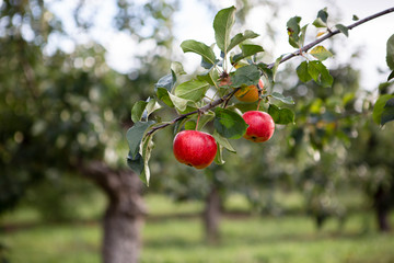 Apples on branch