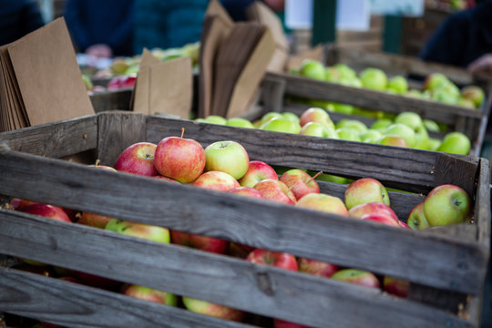 Apple Harvest.