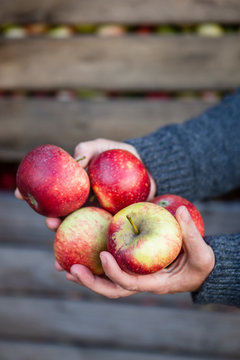 Apple Harvest.