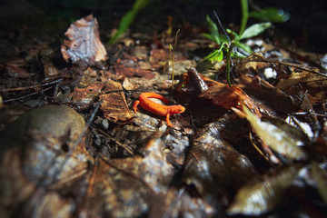 Orange Newt On The Leafy Forest Floor