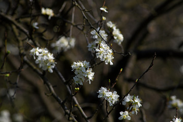 Beautiful flowers of blooming fruit on tree branches.