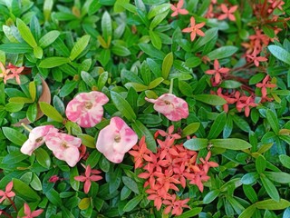 pink flower on a green background