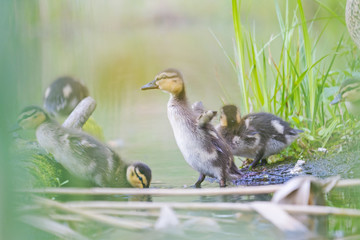 little cute duckling flaps its wings