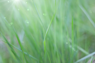 Abstract natural background of grass in the sun. Soft focus.