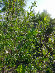 green leaves on a branch