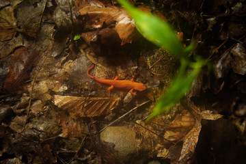 Newt Swimming In The Forest Puddle