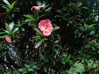pink flower on a green background
