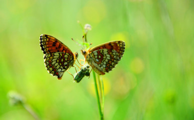butterfly on the grass