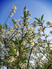 blossoming apple tree in spring