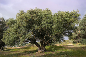 drzewo oliwne natura krajobraz wiosna - obrazy, fototapety, plakaty