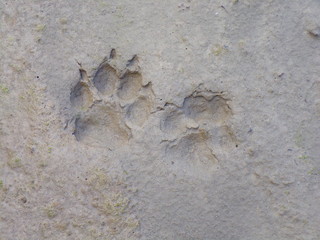 KODAK Digital Still Camera