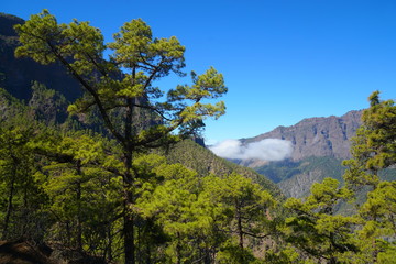 pine trees in the mountains - caldera de taburiente