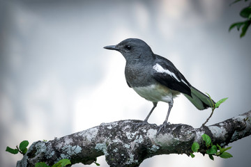 Oriental magpie robin brid (Copsychus saularis) perched on a tree in summer gardent