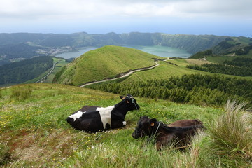 cows in the mountains with beautiful view on the lakes of the azores