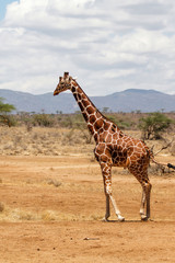Reticulated giraffe male standing in Samburu National Reserve in Kenya