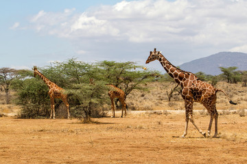 Tower of Reticulated giraffes walking and feeding in Samburu National Reserve in Kenya