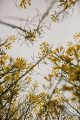 Flowers and sprouts of rapeseed in the field against the sky.