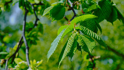 first young green leaves of hornbeam